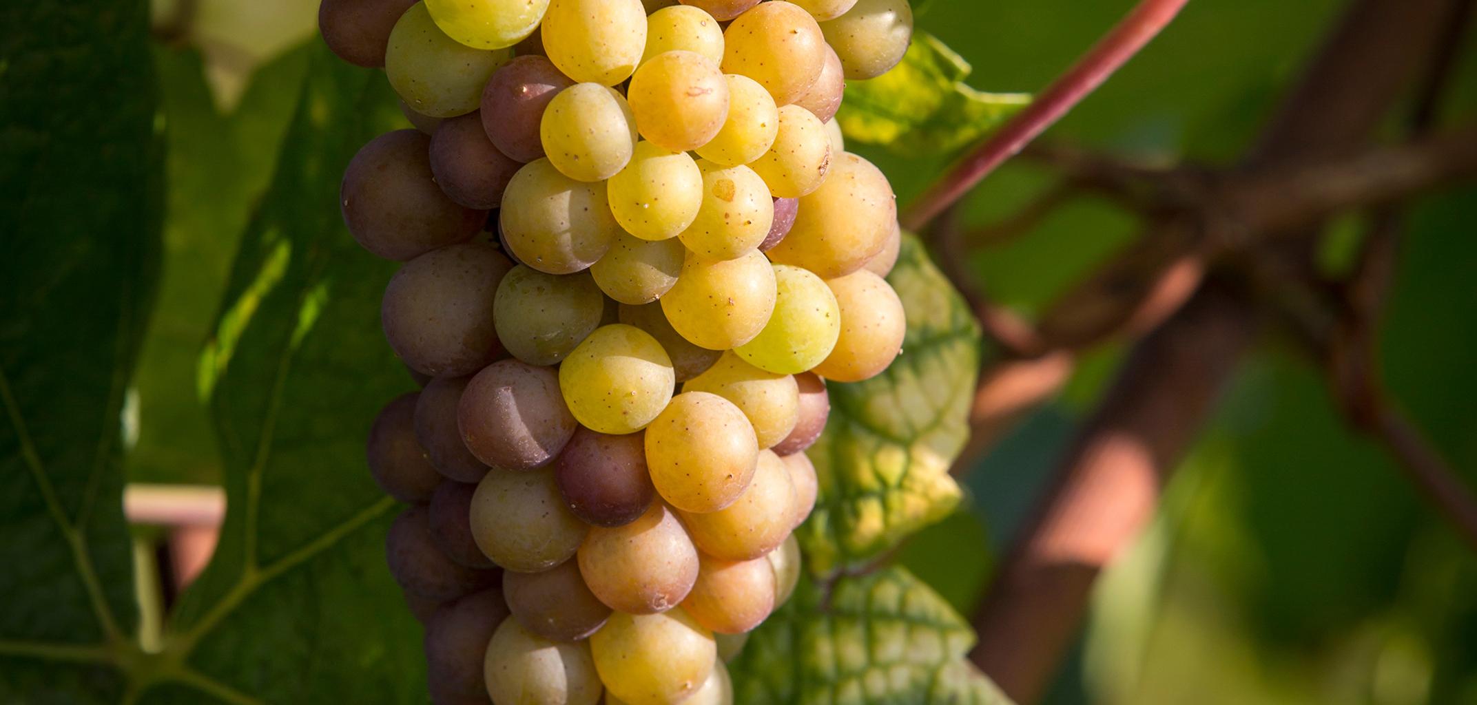 ten Gaerde pinot gris